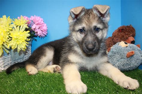 Westchester puppies is located in hartsdale, new york (westchester county) and is very easily accessible from manhattan, long island, new jersey, connecticut and upstate new york. German Shepherd Puppies For Sale - Long Island Puppies