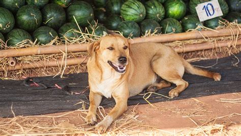 Undoubtedly, yes, cats can eat watermelon. Can Dogs Eat Watermelon - Is Watermelon Good For Dogs?