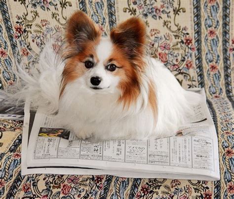Papillon Breed Information Guide Facts And Pictures Bark