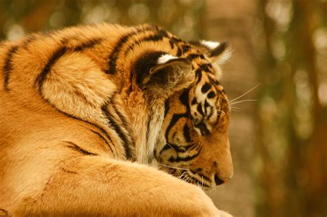 48 Tiger Looking Down By Chunga Stock On Deviantart