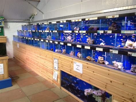 Dartford Maidenhead Aquatics Fish Store Review Tropical Fish Site