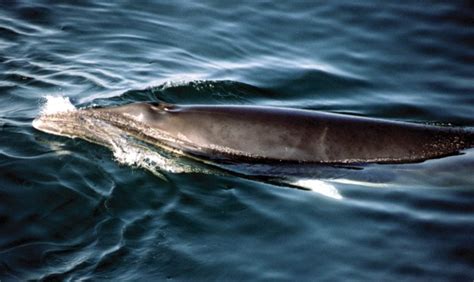 whalers in japan kill 35 minke whales whale and dolphin conservation usa