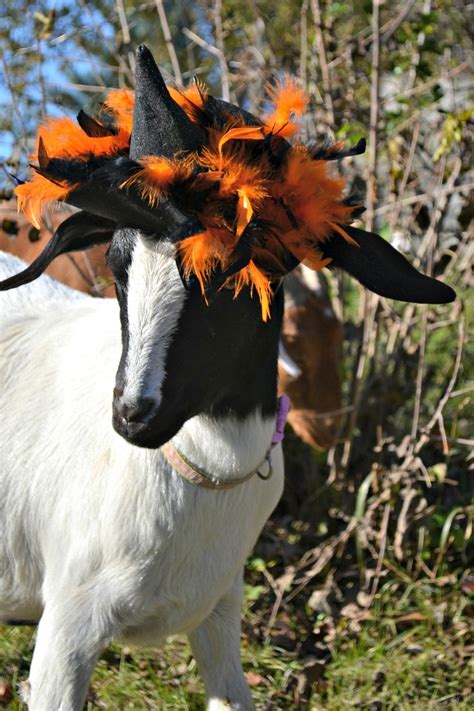 17 Best Images About Goat Holidays On Pinterest The Dutchess Multimedia And Witch Hats
