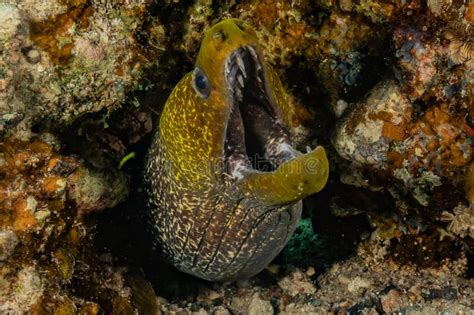 Moray Eel Mooray Lycodontis Undulatus In The Red Sea Stock Photo