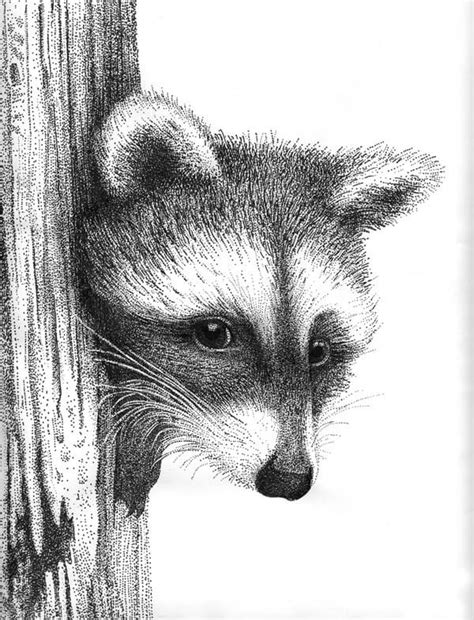 Easy Pen And Ink Drawings Of Animals Detailed Animal Drawings Using