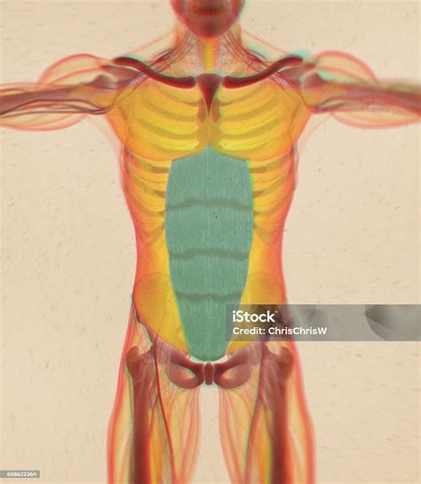 Abdominus Del Músculo Recto Los Músculos Del Estómago Anatomía Humana