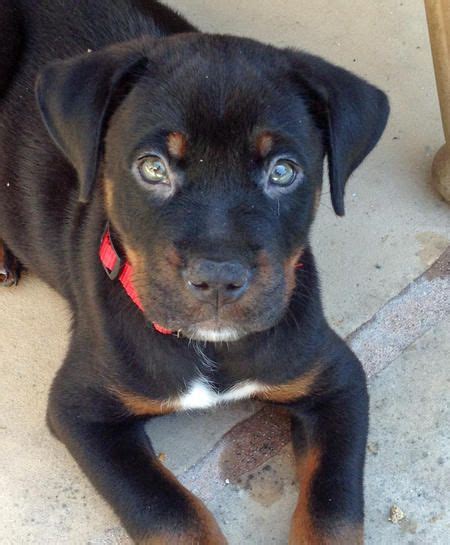 Your pitbull rottweiler mix puppy should be fed 4 meals throughout the day in small, but even, portion sizes. Jorge the Rottweiler Mix -- Puppy Breed: American Pit Bull Terrier / Rottweiler | Rottweiler mix ...