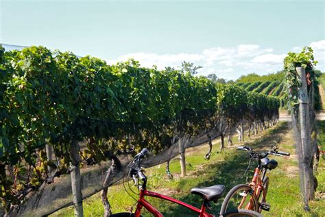 Pellegrini Vineyards Treats And Travels