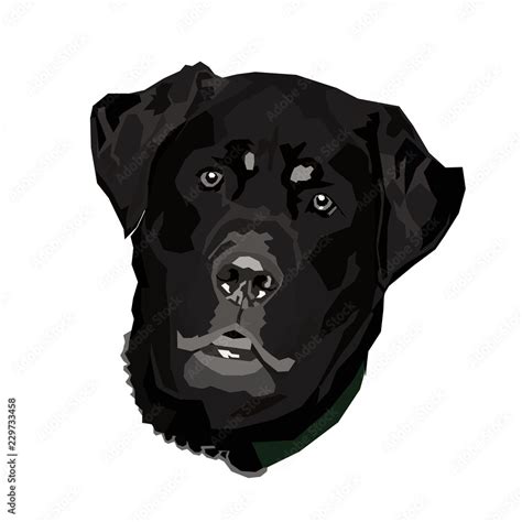 Vector Illustration Image Of A Dogs Face Black Labrador Retriever