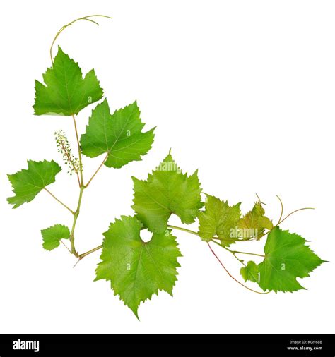 Grape Leaves Isolated On White Background Stock Photo Alamy