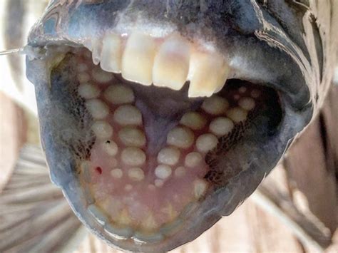 These Fish With Human Teeth Are Freaking Out People By The Second