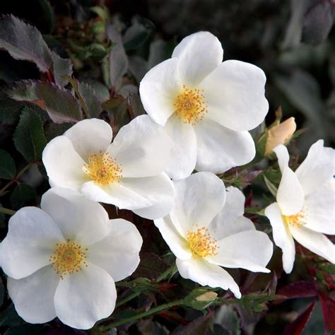 White Knock Out Rose 3 In 2022 Plants Drift Roses Knockout Roses