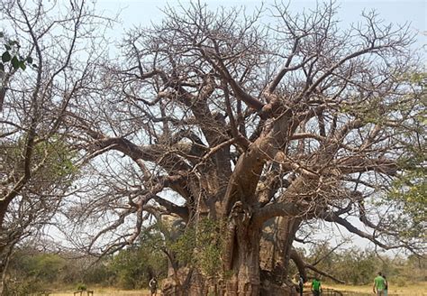 Sagole Big Tree In Thohoyandou Limpopo