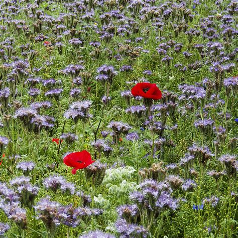 Poppies And Phacelia In A Wildflower Strip Photograph By Western