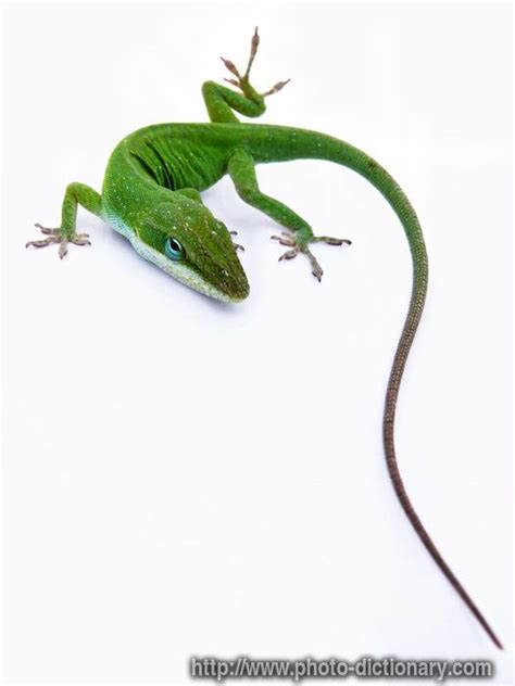 Lizard Photopicture Definition At Photo Dictionary Lizard Word And