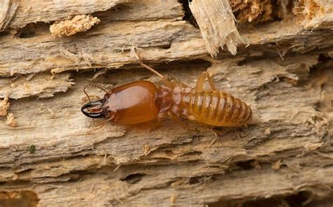 Blog The San Antonio Professionals To Call When Termites Invade