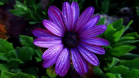 Aster Flower Dark Purple Color With Water Droplets Full Hd Wallpaper ...