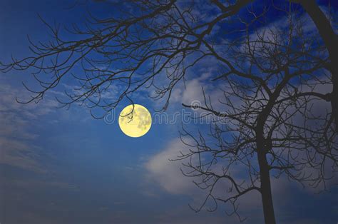 Beautiful Sky In Full Moon Night Stock Image Image Of Bright Branch