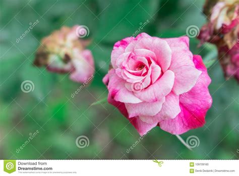 Pink White Full Bloom Rose Stock Photo Image Of Flora 109709160