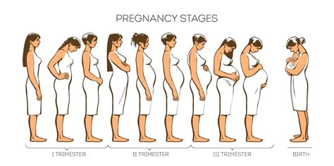 The Stages Of Pregnancy
