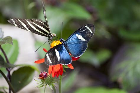 Free Stock Photo 2886-butterflies feeding | freeimageslive | Butterfly ...