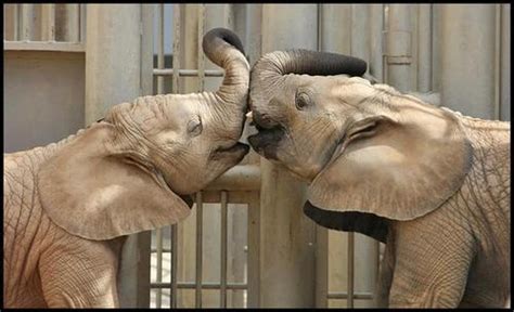 Kiss Kiss Wild Animal Park Wild Animals Elephant Pictures Kiss Photo