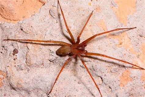 Brown Recluse Spider Control Ephlora
