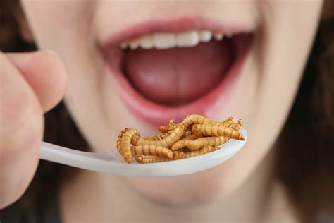 Growing Appetite For Edible Insects A Tough Sell In Us Cbs News