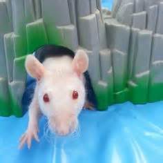 Cute little rats :)
