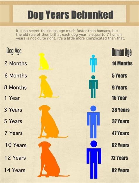 Dog Years Debunked Dog Ages Dog Years Dog Care