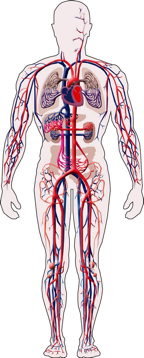El Aparato Circulatorio La Circulación Sanguínea Y El Aparato