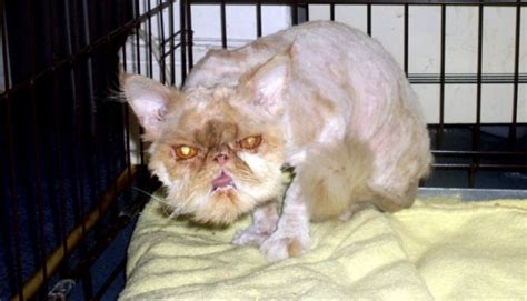 Ugly Bertie Is The Ugliest Cat In Britain Uglier Than The Ugliest