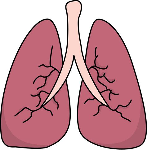 Clipart Of The Human Lungs Clipart