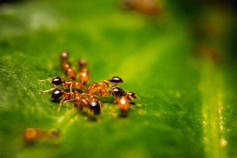 But what if you were confronted by an ant that was known to act, well, a little crazy? Ant | Northwest Exterminating