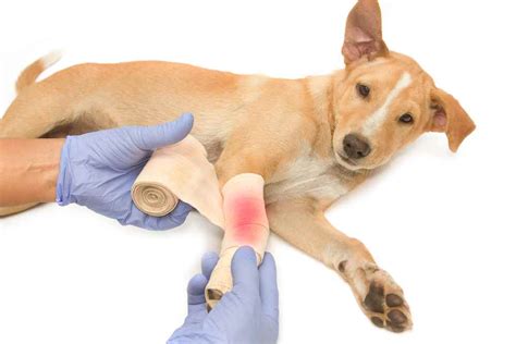 How To Treat 3 Common Dog Wounds And A Few Less Common Ones Fauna Care