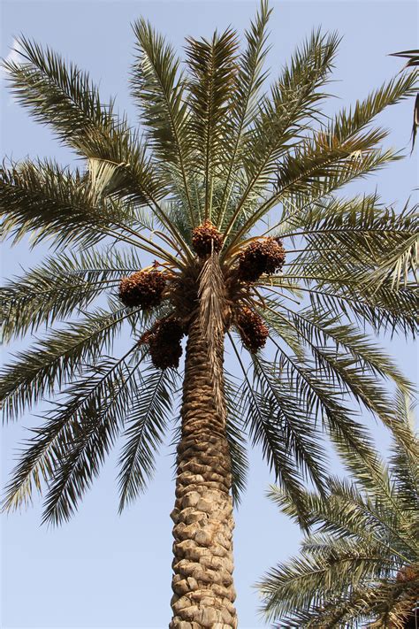Date Palm Quixotree