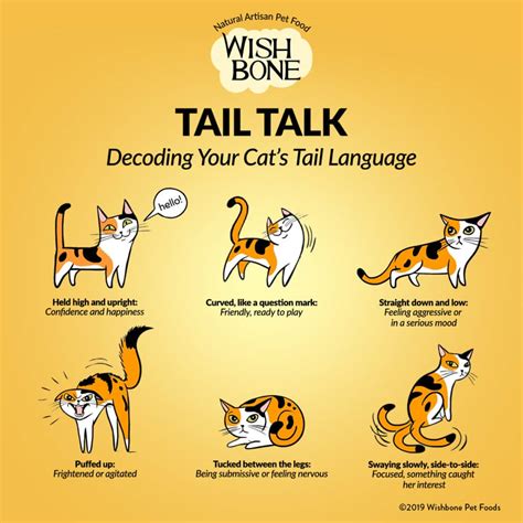 Infographic Decoding Your Cats Tail Language Wishbone