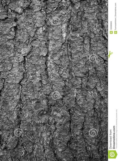 Closeup Of Spruce Bark Stock Image Image Of Background 105080663