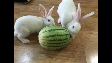 Cute Rabbits Eat Watermelon Youtube
