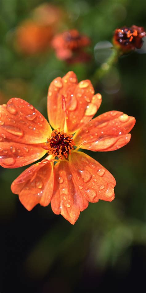 Download Wallpaper 1440x2880 Drops Orange Flowers Flora Blur Lg V30