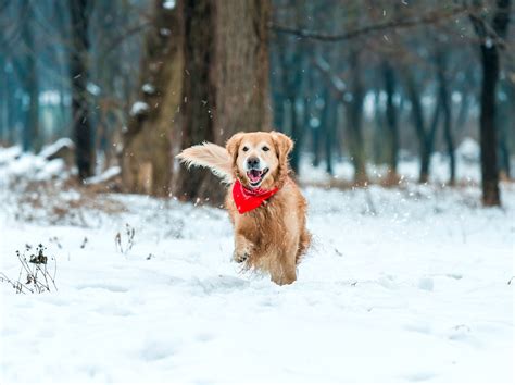 25905719 Young Golden Retriever Run At The Snow In Winter Park