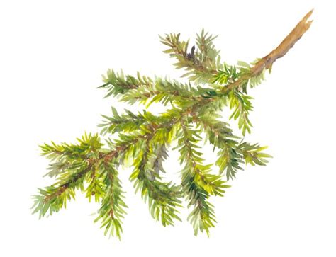 Premium Photo Watercolor Painted Pine Branch