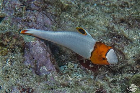 Parrot Fish Interesting Facts And Photographs Seaunseen