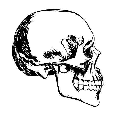 Skull Profile 40w X 42h Stickerbrand Touch Of Modern