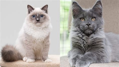 Ragdoll Cat Vs Maine Coon Which Breed Suits You With Pictures Hepper