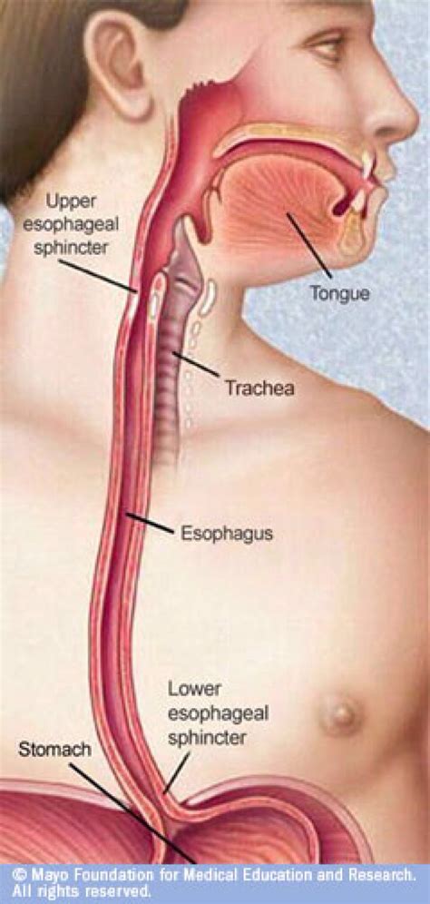 Esophagus And Trachea Anatomy Anatomical Charts Posters My XXX Hot Girl