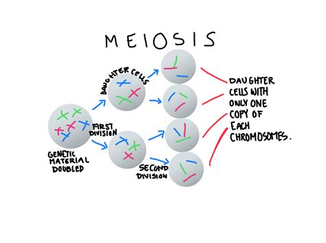 Pmat Mitosis Diagram Canvas Stop