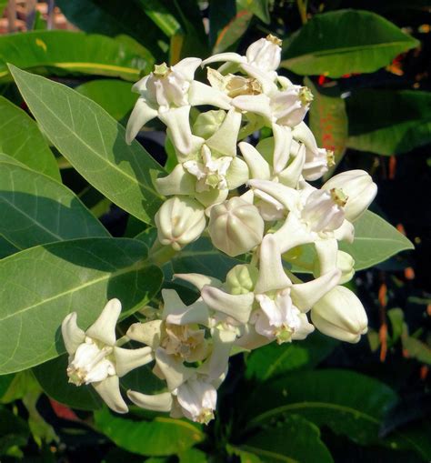 Calotropis Gigantea White Giant Milkweed Crown Flower Quinta Dos