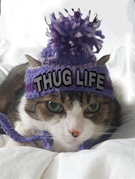 Aesthetic Gangster Cat Pfp 50 Insanely Cute Halloween Costumes For