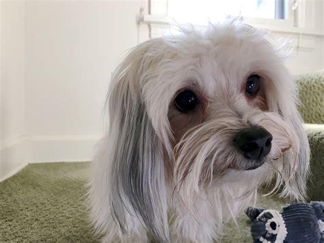 A Barking Havanese Learns To Let His Guardian Take The Lead And Stop